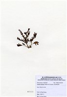 藏品(有柄褐扇藻)的圖片